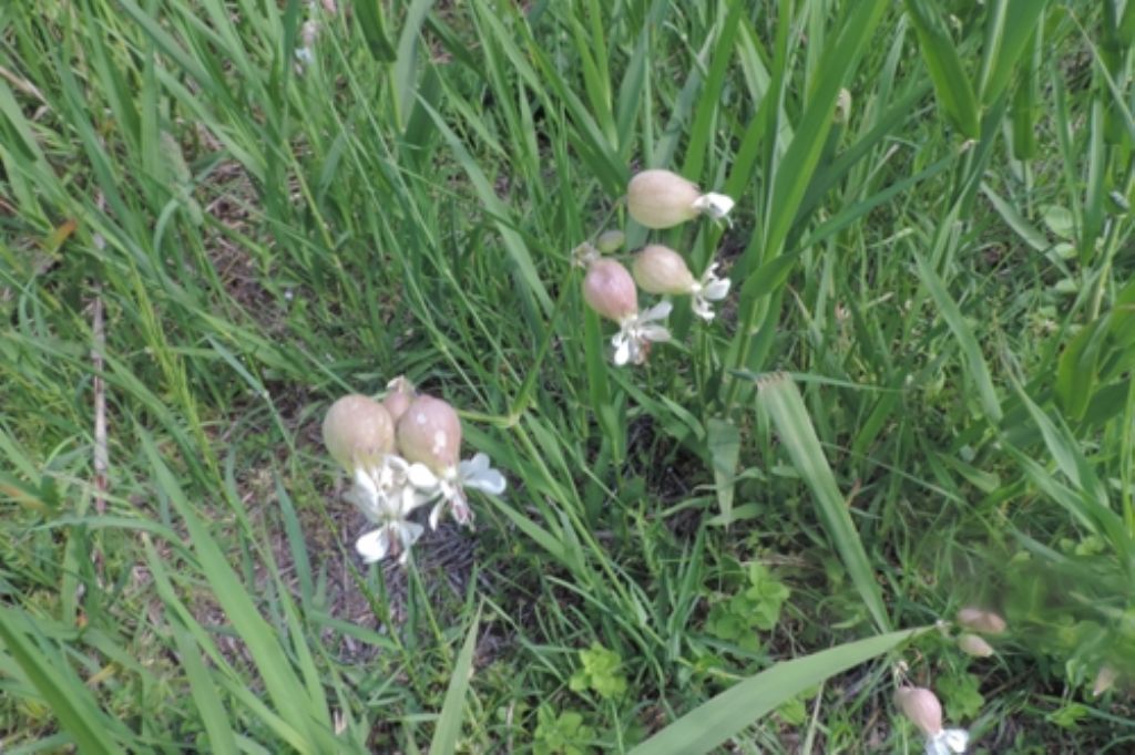 Silene vulgaris (Caryophyllaceae)